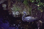 Shade-Everglades, FL