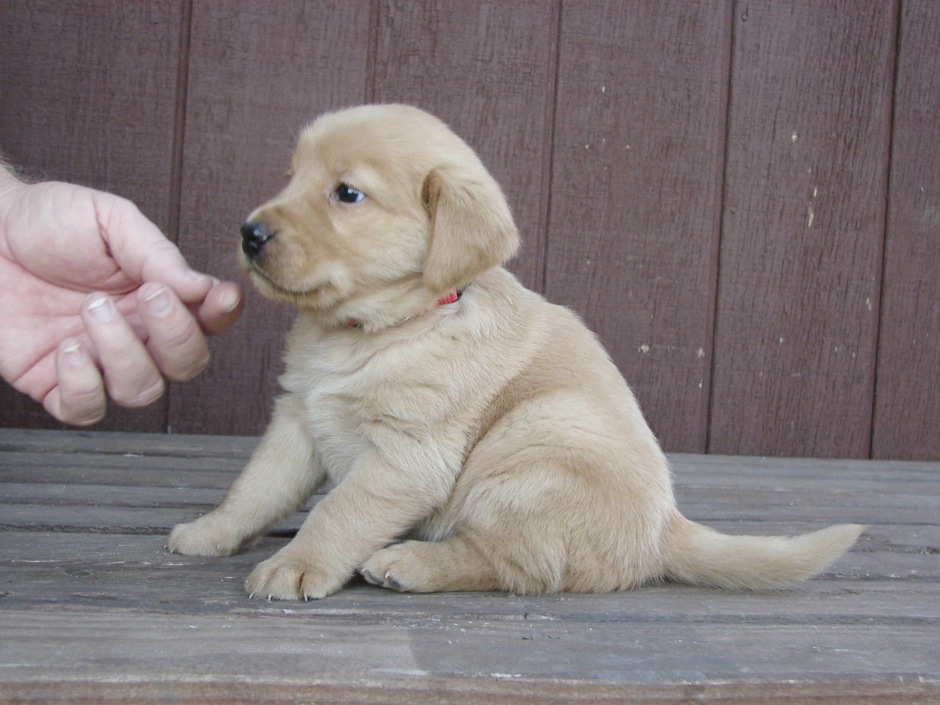 Loading Image